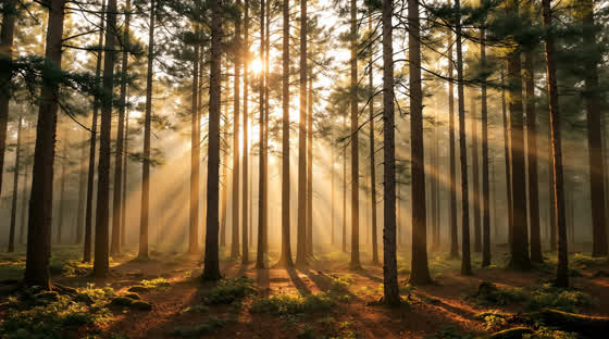 Morning light breaking through the trunks of a misty pine forest