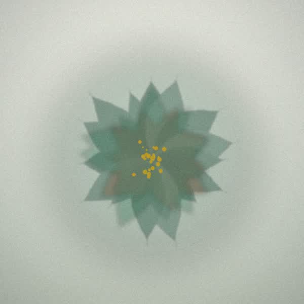 Chemistry bloom for White Widow